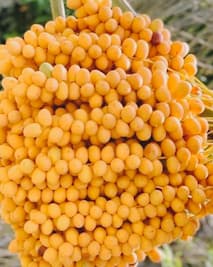 تصویر 1 از خارک اعلا بهبهان